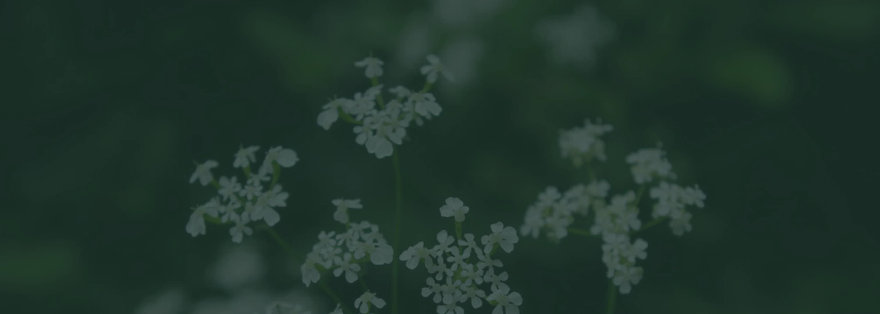 Sweet Cicely Flower